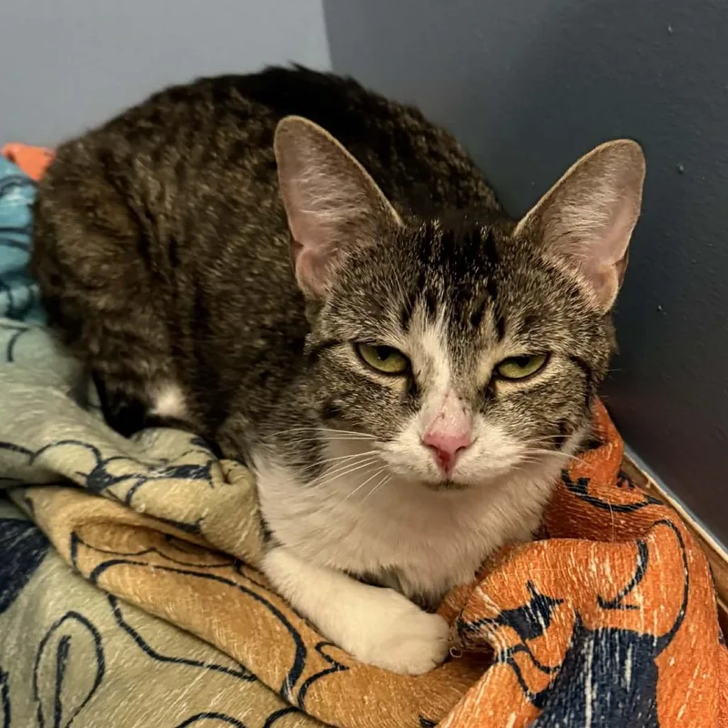 An adult medium-sized female Gray / Blue / Silver Domestic Short Hair cat named Crisler for adoption in Mentor, OH