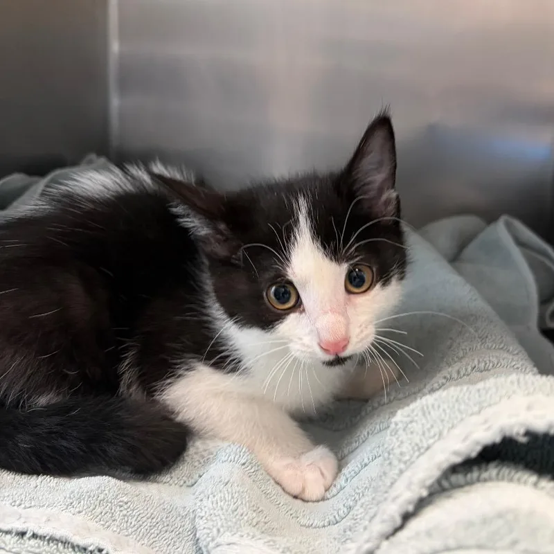 A baby small-sized female Black Domestic Short Hair cat named Yin for adoption in Council Bluffs, IA