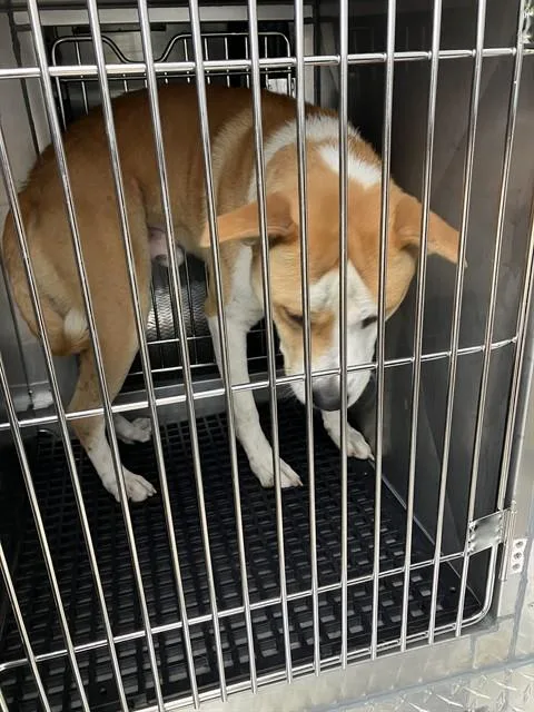 A young large-sized male Mixed Breed dog named Carlos for adoption in Dallas, TX