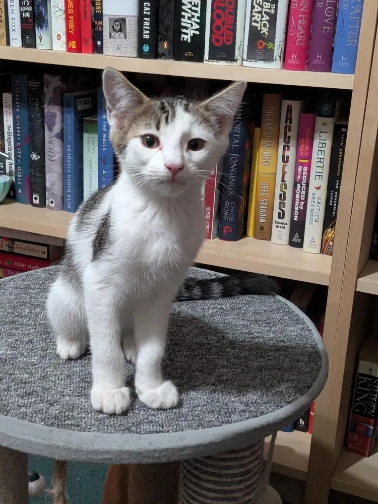 A baby small-sized male Black & White / Tuxedo Domestic Short Hair cat named Swirl for adoption in tucson, AZ