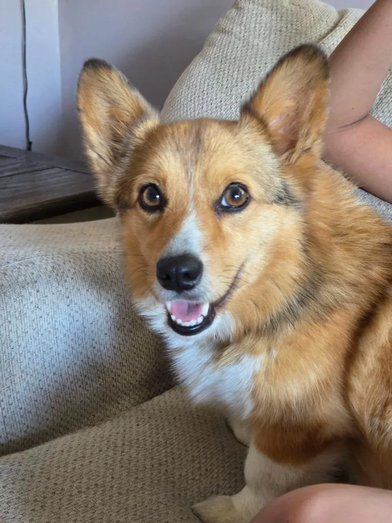 A young medium-sized female Corgi dog named Maple $ for adoption in Milwaukee, WI