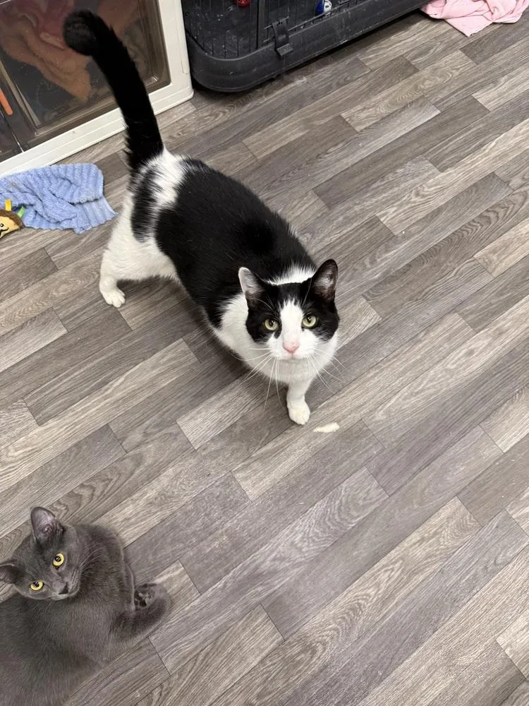 A senior large-sized male Black & White / Tuxedo Domestic Short Hair cat named Oreo for adoption in West Mifflin, PA