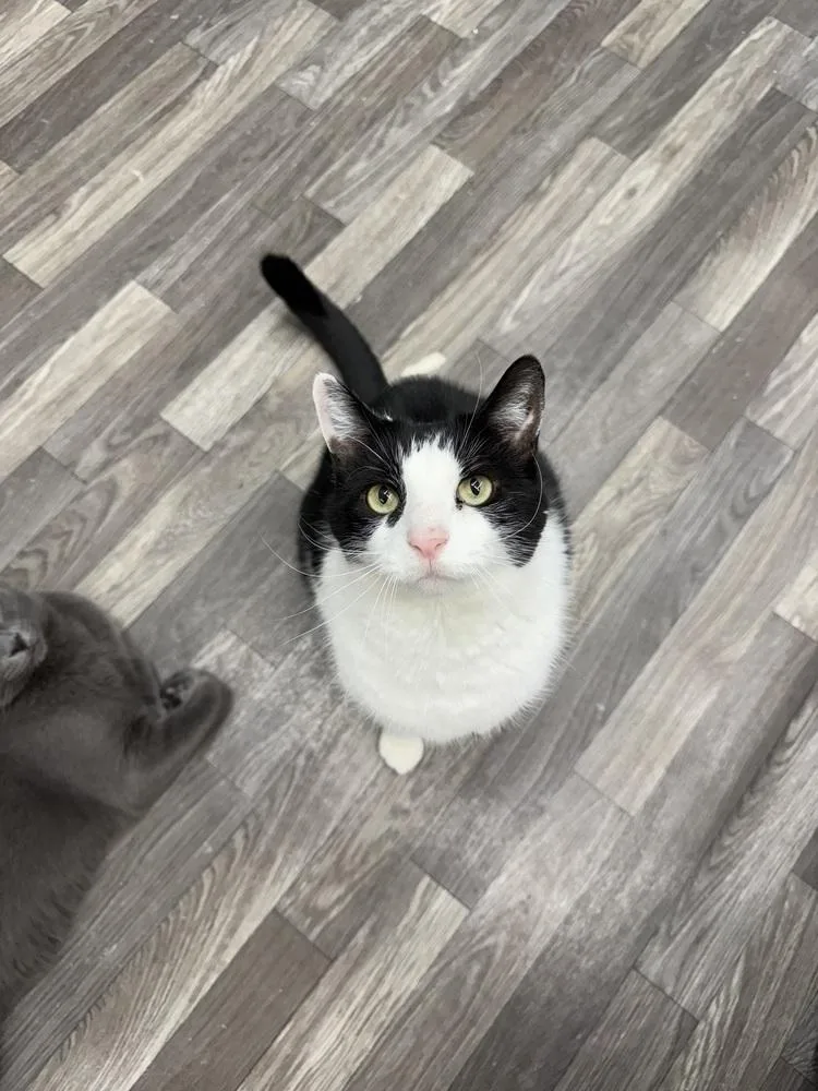 Oreo thumbnail 2