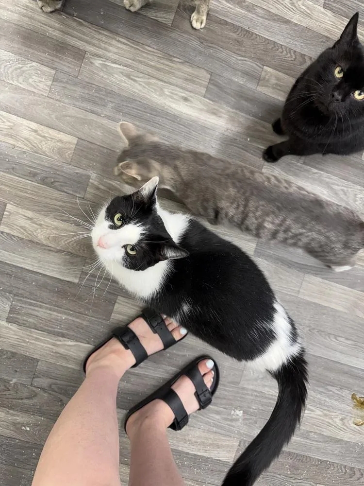 Oreo thumbnail 3