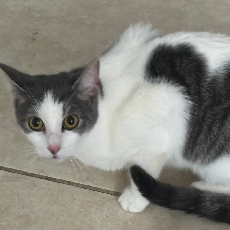 A young medium-sized female Domestic Short Hair cat named Sage for adoption in West Palm Beach, FL
