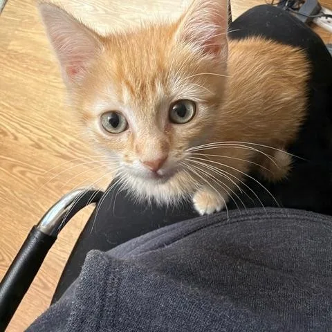 A baby medium-sized male Tabby (Orange / Red) Domestic Short Hair cat named Baby Jackson for adoption in Albertville, MN