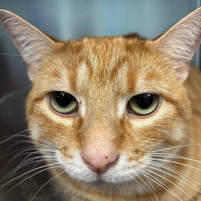 An adult large-sized male Orange / Red Domestic Short Hair cat named Rusty for adoption in Grand Rapids, MI