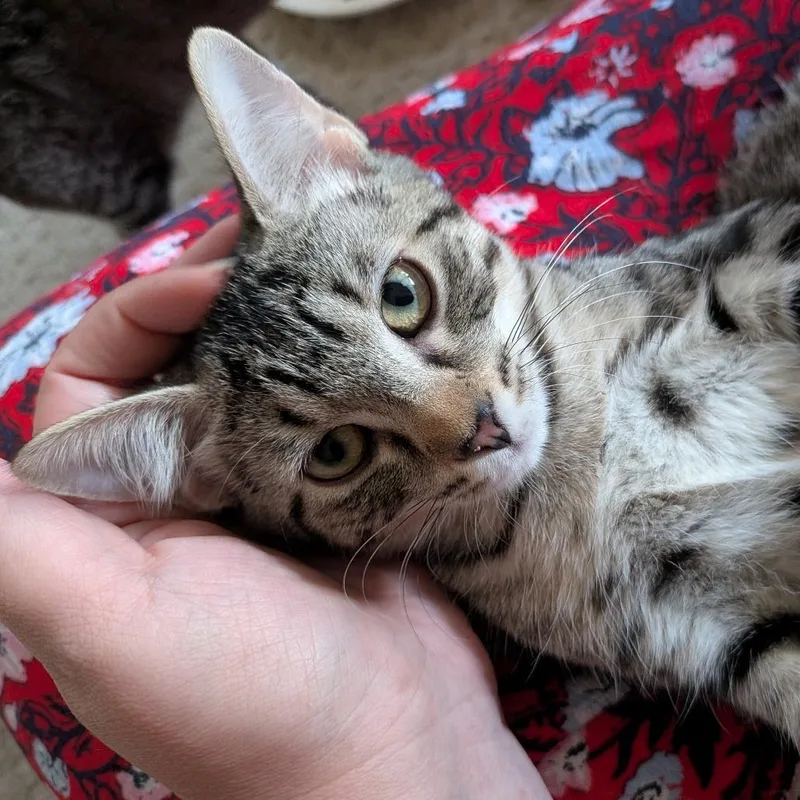 A young small-sized female Domestic Short Hair cat named Gemmy Changa for adoption in St. Louis, MO