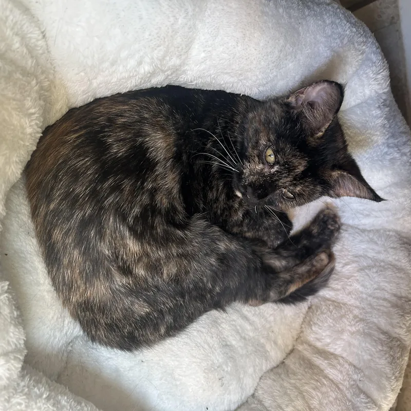 Jazz Friel thumbnail 3