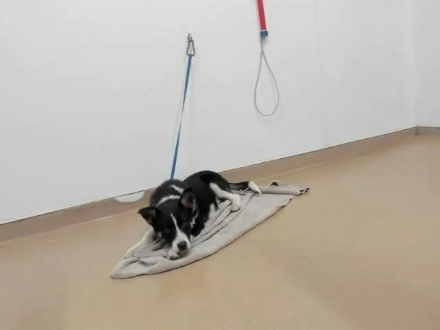 A baby medium-sized male Border Collie dog named Clyde for adoption in Hayward, CA