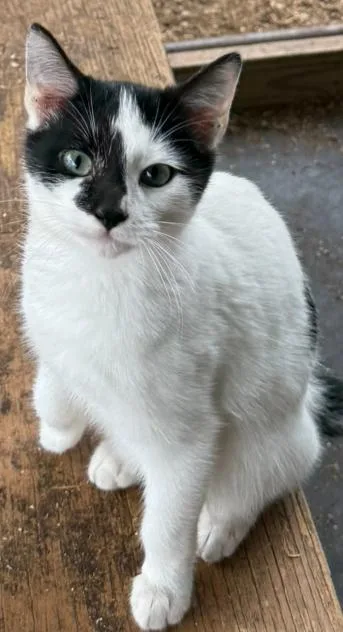 A young medium-sized male Black & White / Tuxedo Domestic Short Hair cat named Ace for adoption in Dunnigan, CA