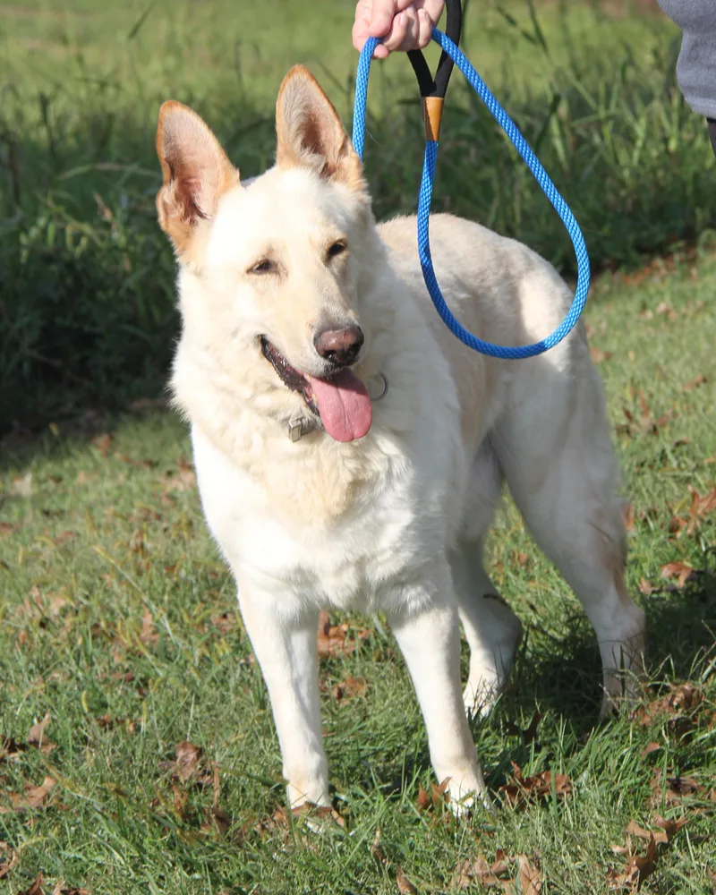 Hazard & Moose thumbnail 2