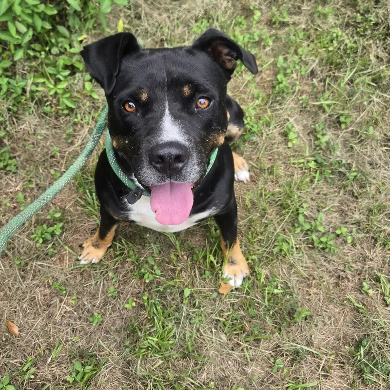 An adult medium-sized male Black Rottweiler dog named Julius for adoption in Tylertown, MS