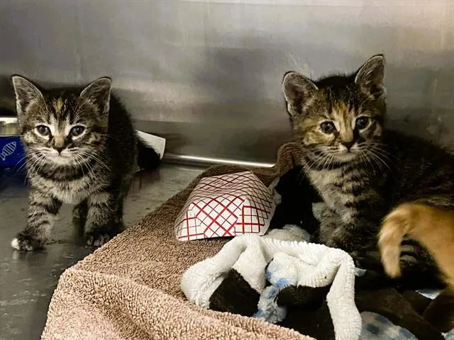 A baby small-sized female Domestic Short Hair cat named Maple for adoption in Tustin, CA