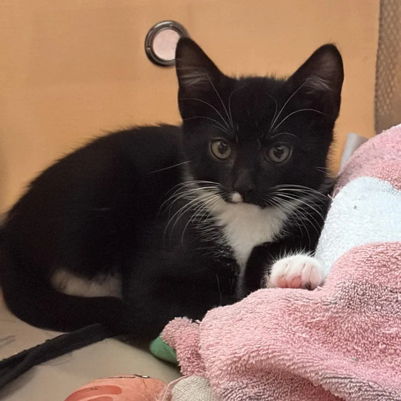 A baby small-sized male Black Domestic Short Hair cat named Ham Jam for adoption in Middle Village, NY