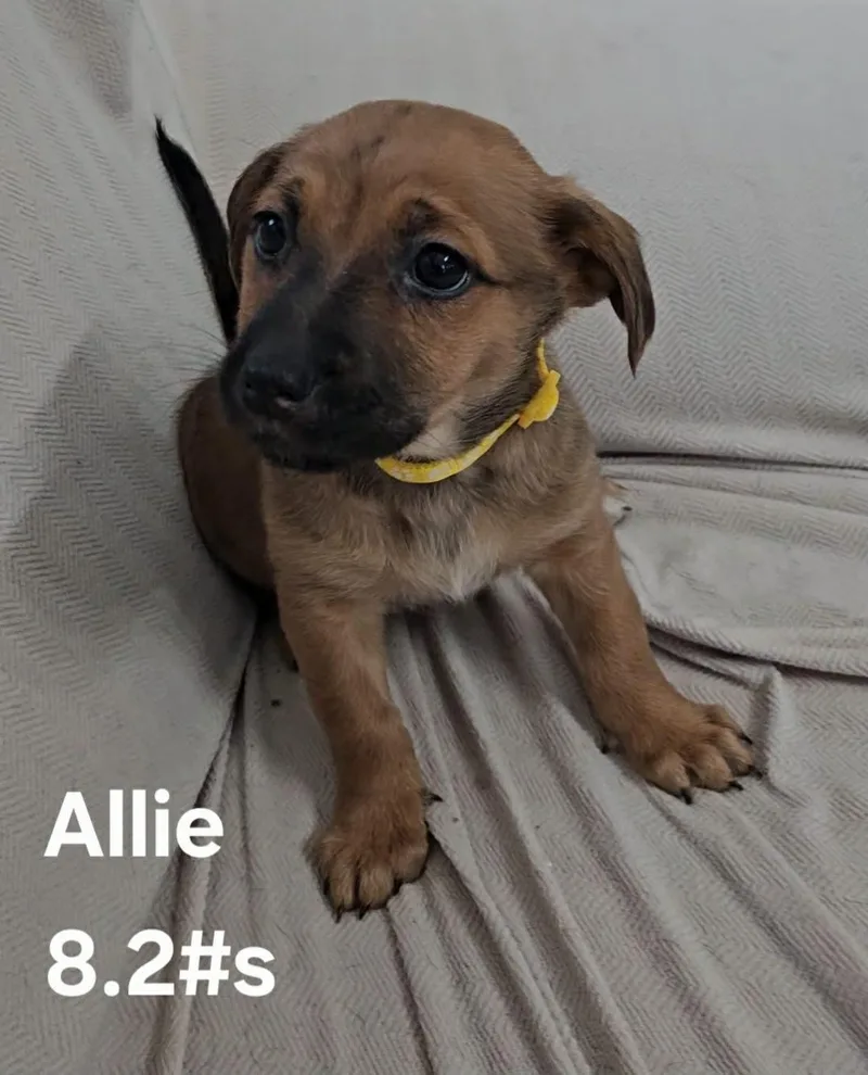 Allie