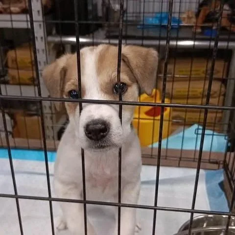 A baby small-sized female White / Cream Retriever dog named Charlotte for adoption in Dover, AR