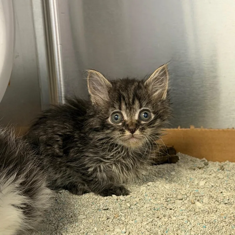 A baby small-sized female Brown / Chocolate Domestic Long Hair cat named Meowtini for adoption in Martinsville, VA