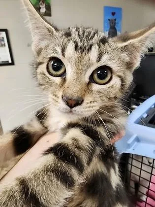 A baby small-sized female Domestic Short Hair cat named Honeybun $ for adoption in Seneca, SC