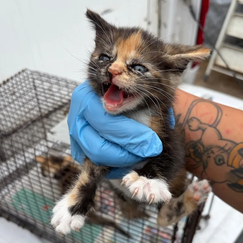 A baby small-sized female Calico Domestic Short Hair cat named Mochi for adoption in Edinburg, TX