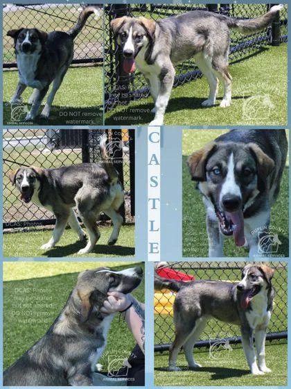 A baby medium-sized male Mixed Breed dog named Castle for adoption in Kenansville, NC
