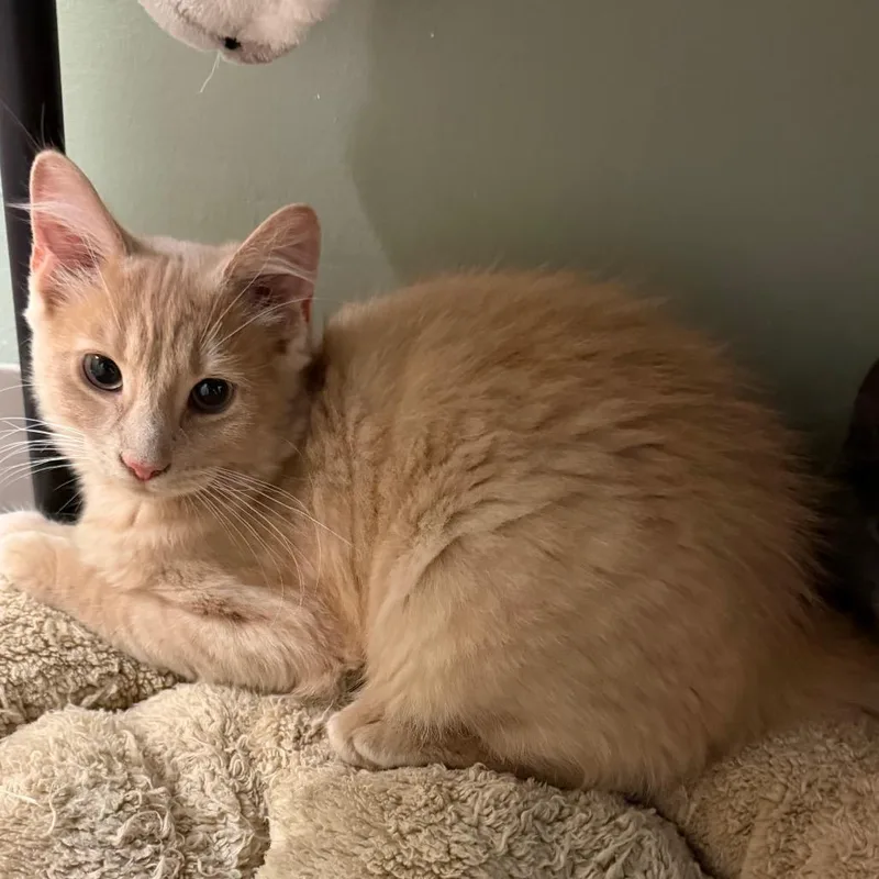 A baby small-sized male Domestic Medium Hair cat named Vermillion for adoption in Middlebury, VT