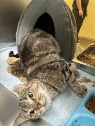 An adult medium-sized female Tabby (Buff / Tan / Fawn) Domestic Short Hair cat named Luna for adoption in Denton, TX