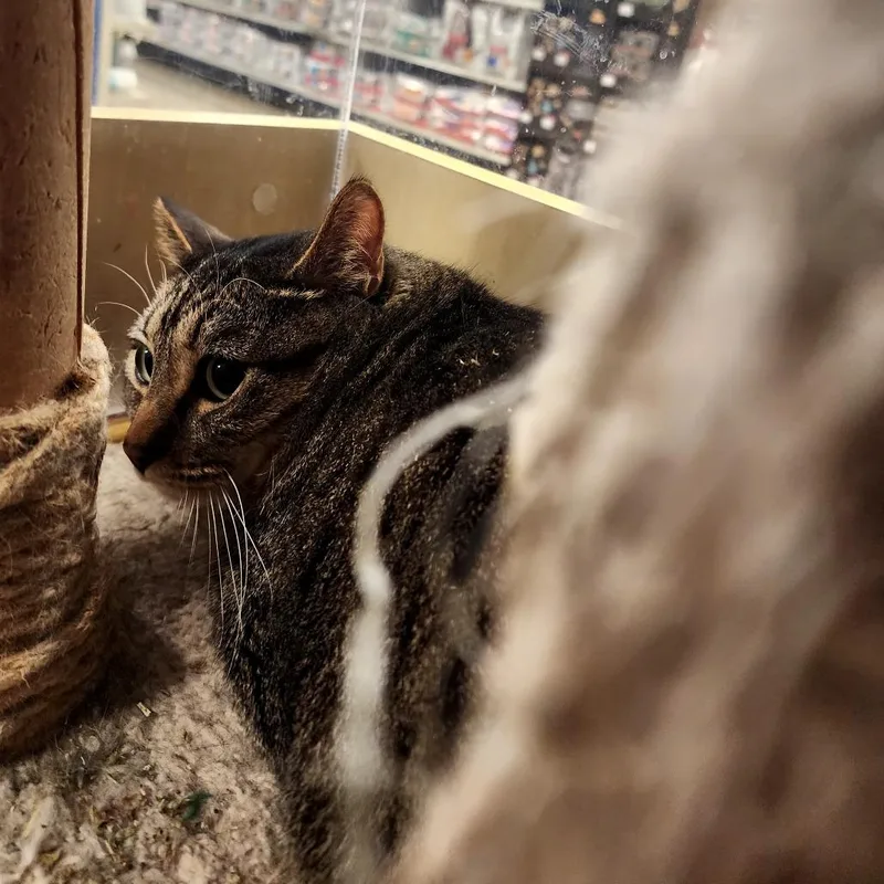 An adult small-sized female Brown / Chocolate Domestic Short Hair cat named Penelope for adoption in Grantsville, UT