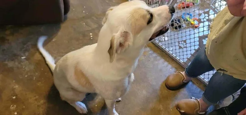 An adult large-sized female Anatolian Shepherd dog named Honey for adoption in New Bedford, MA