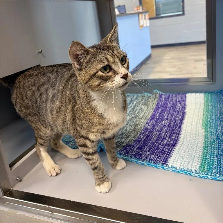 An adult medium-sized female Domestic Short Hair cat named Zena for adoption in Nevada, MO