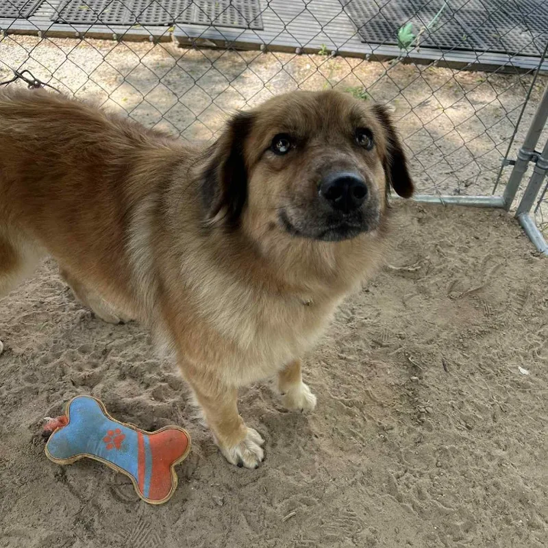 An adult medium-sized female Brown / Chocolate Australian Shepherd dog named Reyna for adoption in Stephenville, TX