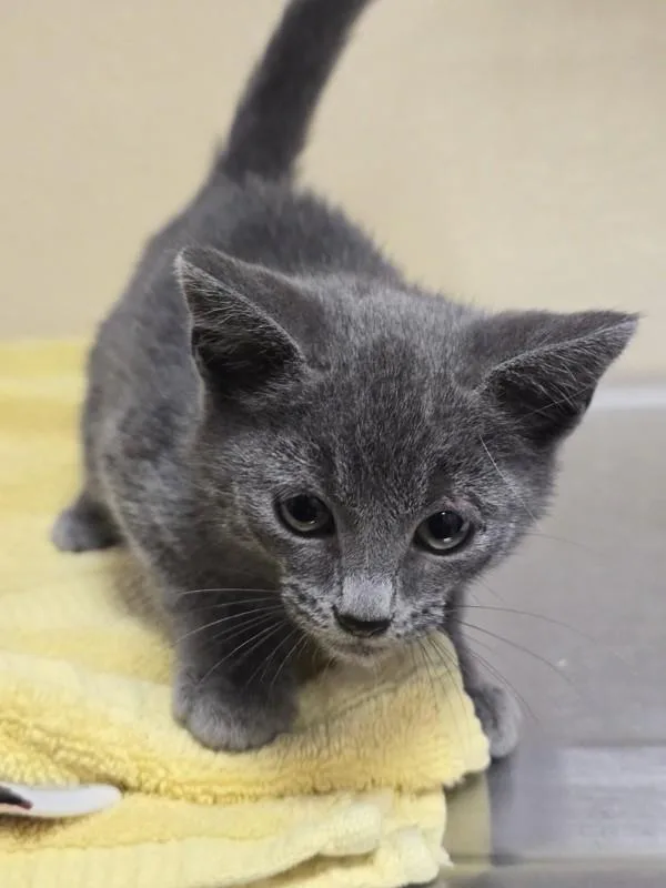A baby small-sized male Domestic Short Hair cat named Tractor Demolisher for adoption in Vancouver, WA