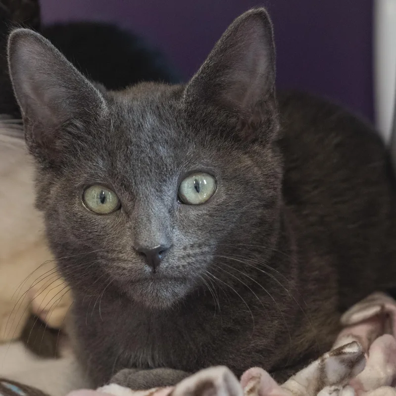 A baby medium-sized male Gray / Blue / Silver Domestic Short Hair cat named Huzzah for adoption in Pontiac, MI