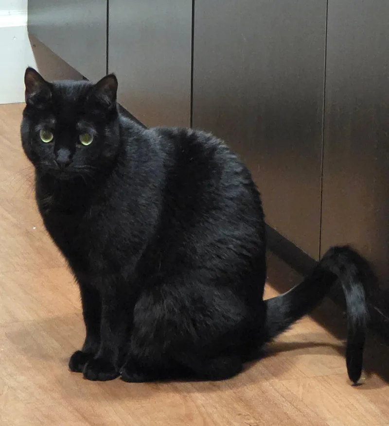An adult medium-sized female Gray / Blue / Silver Domestic Short Hair cat named Kairi & Midnight for adoption in Hillsboro, OR