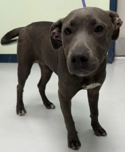 A young medium-sized female Pit Bull Terrier dog named Nautica for adoption in Savannah, GA