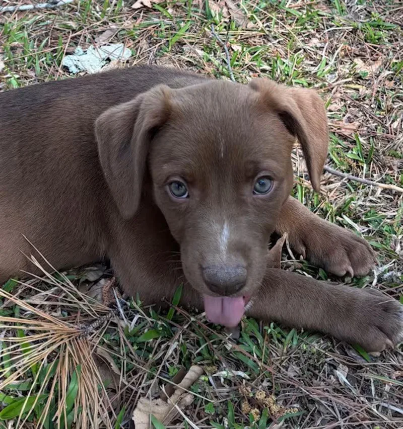 Chocolate thumbnail 2