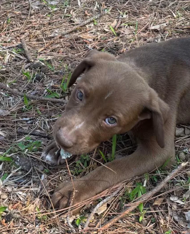 Chocolate thumbnail 3