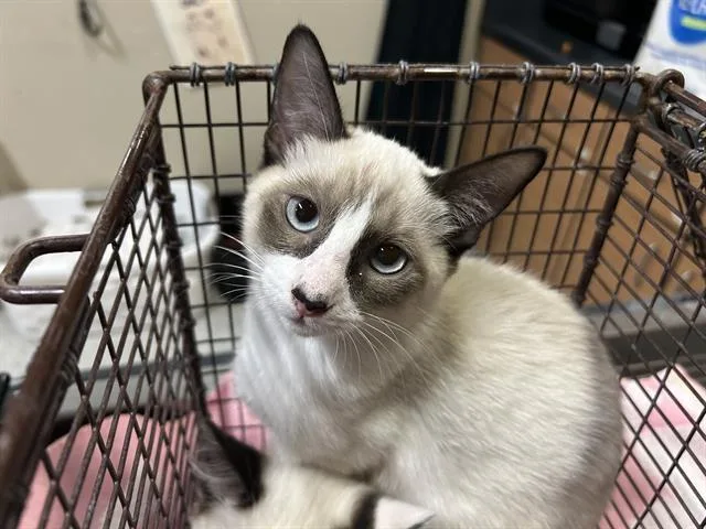 A baby small-sized female Snowshoe cat named Sassy for adoption in Modesto, CA