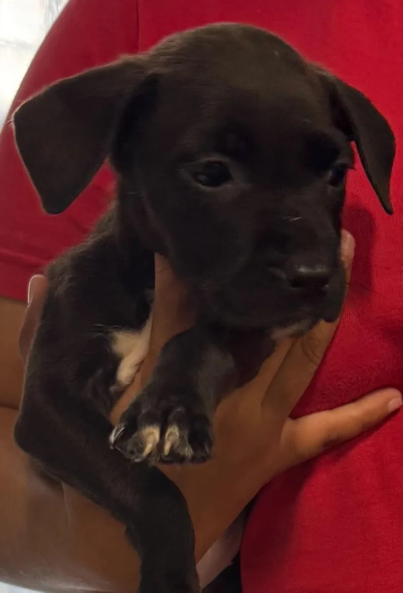 A baby medium-sized male Black Labrador Retriever dog named Jayjay for adoption in Clairton, PA