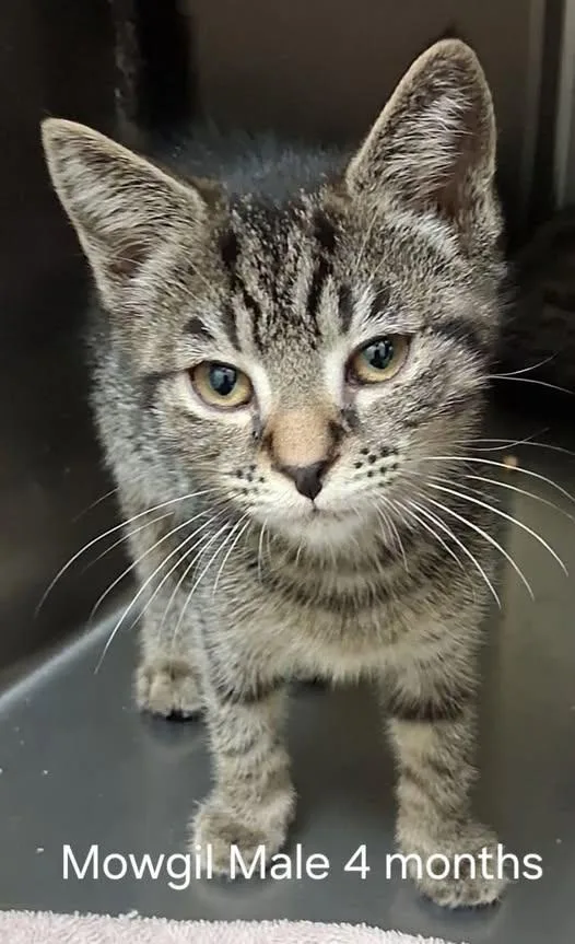 A young medium-sized male Tabby (Gray / Blue / Silver) Domestic Short Hair cat named Mowgil for adoption in Amherst, VA