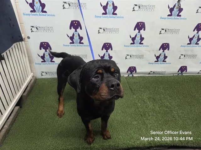 A young large-sized male Rottweiler dog named Butters for adoption in Orlando, FL