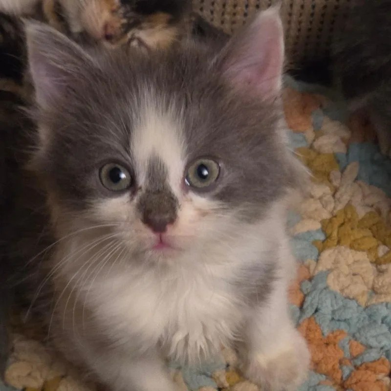 A baby small-sized male White Domestic Short Hair cat named Poppy for adoption in Newark, DE