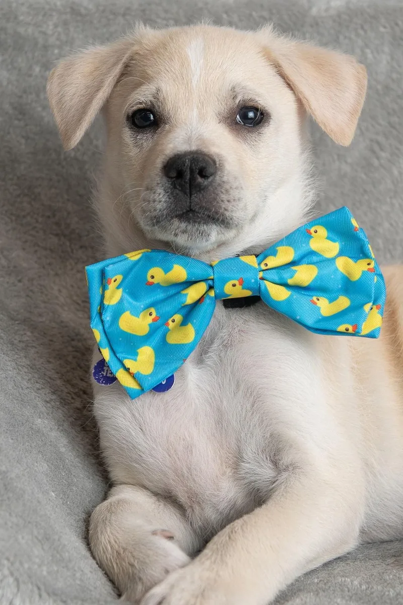 A baby medium-sized male Labrador Retriever dog named Feather: Sparrow for adoption in Palo Alto, CA