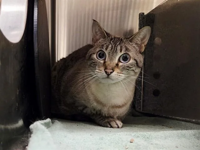 An adult medium-sized female Domestic Short Hair cat named Eudora for adoption in Martinez, CA