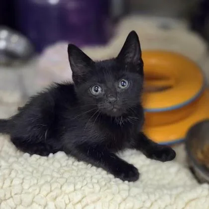 A baby small-sized male Domestic Short Hair cat named Hot Fudge for adoption in Westland, MI