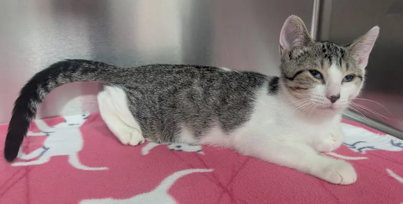 A young small-sized male Tabby (Tiger Striped) Domestic Short Hair cat named John for adoption in New Ulm, MN