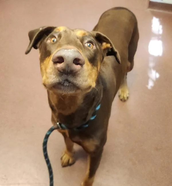 An adult large-sized male Doberman Pinscher dog named Frau for adoption in Oakland, CA