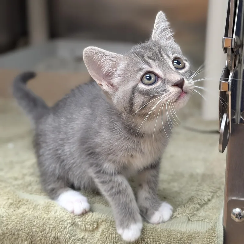 A baby medium-sized female Tabby (Gray / Blue / Silver) Domestic Short Hair cat named Rain for adoption in St. Augustine, FL