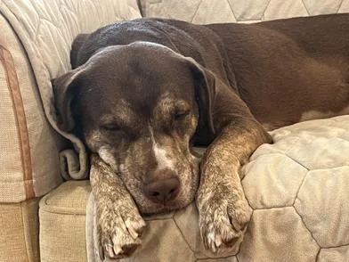 An adult medium-sized female Brown / Chocolate Labrador Retriever dog named Lady for adoption in Liverpool, TX