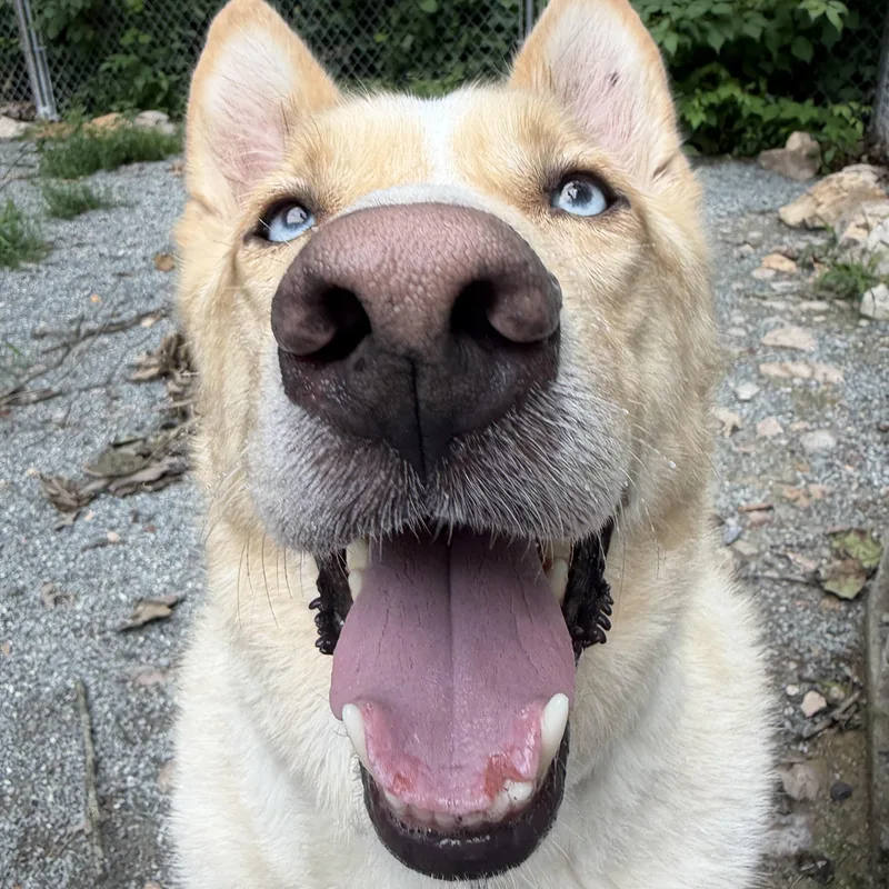 An adult medium-sized male Apricot / Beige Siberian Husky dog named Chief for adoption in Spring City, PA